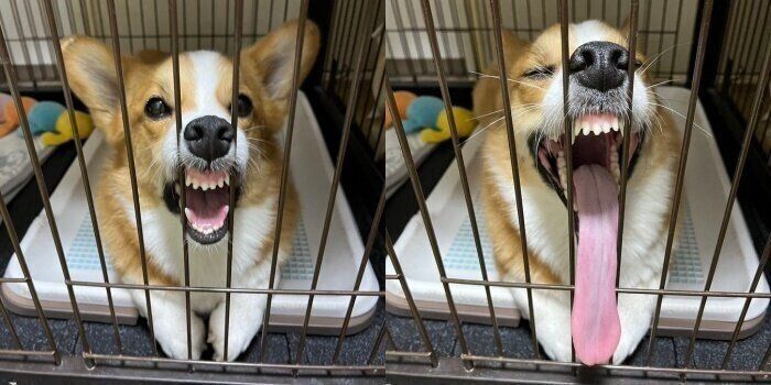 今にも舌が床に着きそうなメルちゃん