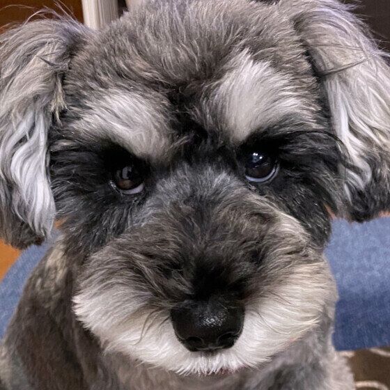 りりしい表情のココちゃん