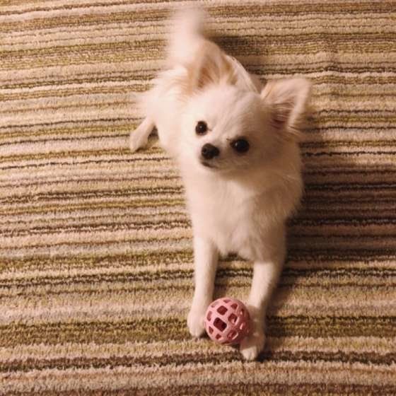 ボールで遊ぶチワワ