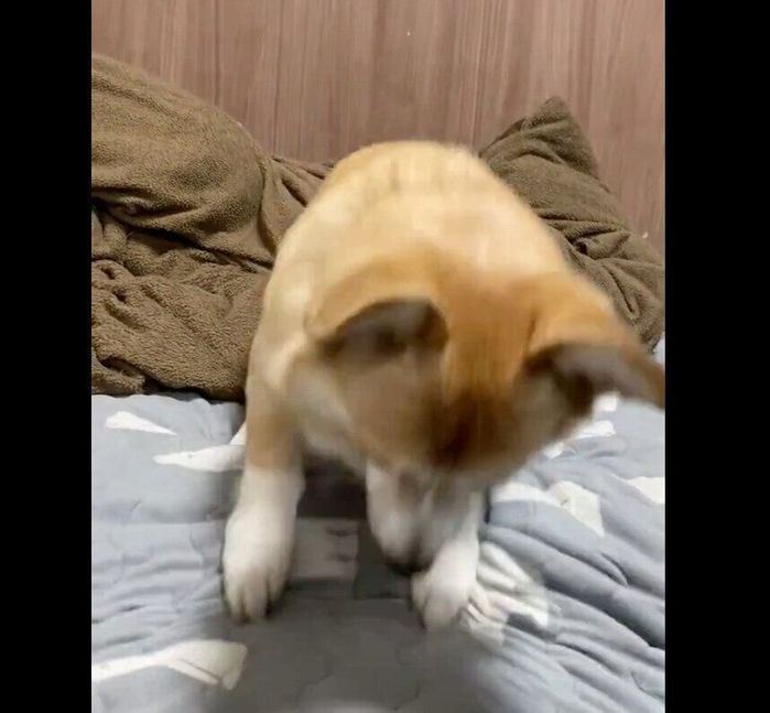 布団をホリホリするコパンちゃん