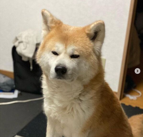 秋田犬の小太郎くん