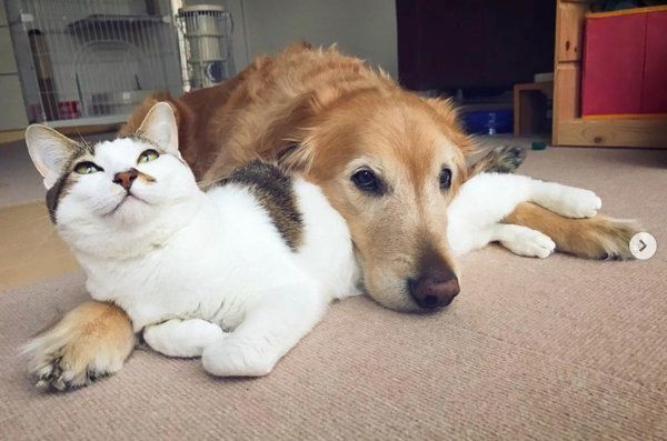 仲良しなゴールデン・レトリーバーと猫