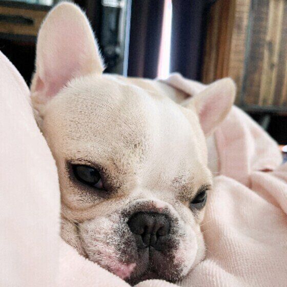 フレンチ・ブルドッグ