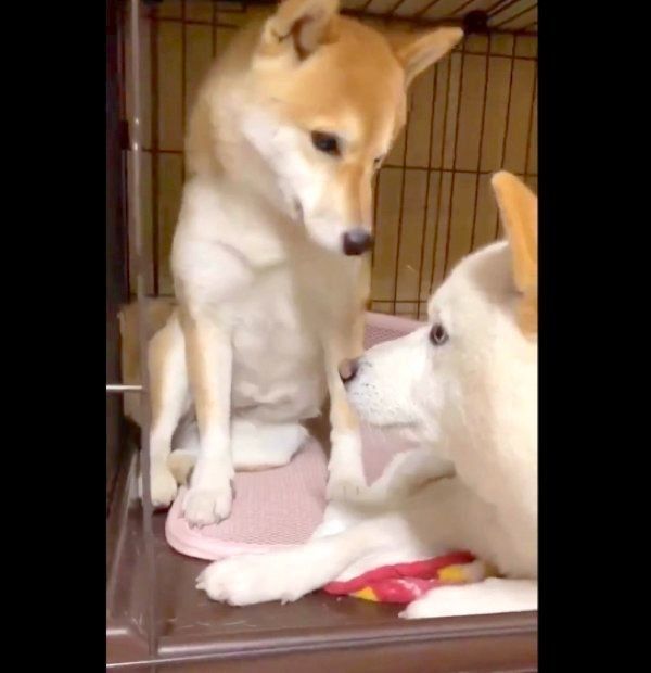 見つめ合うQ太郎くんとみかんちゃん