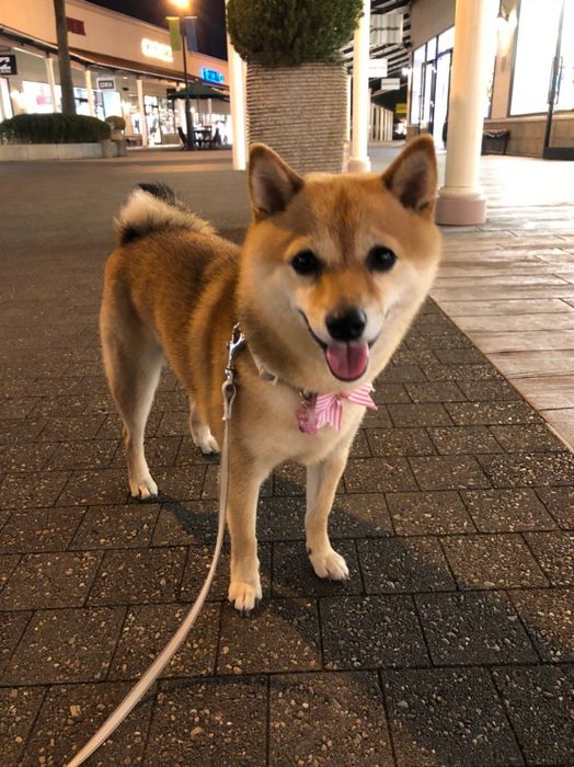たぬき顔