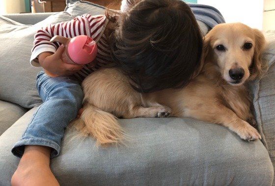 ダックスフンド