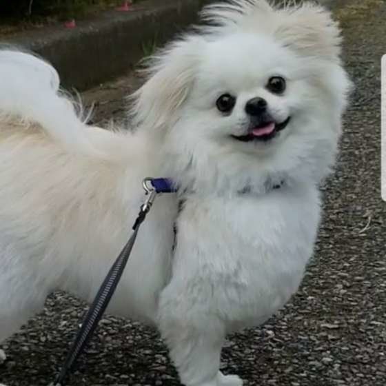 楽しそうなお散歩中の笑顔♪