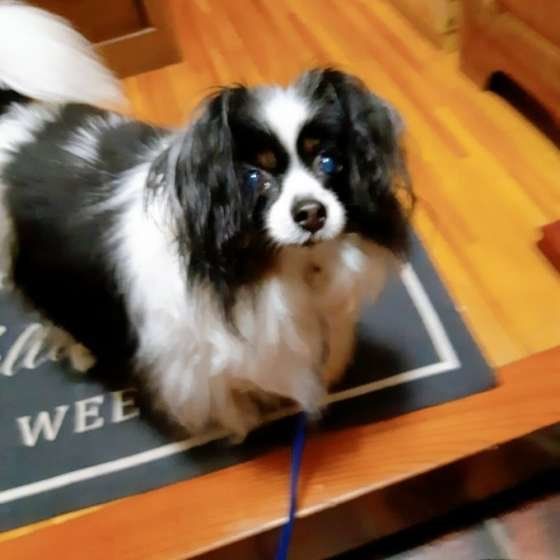 散歩待ちのパピヨン