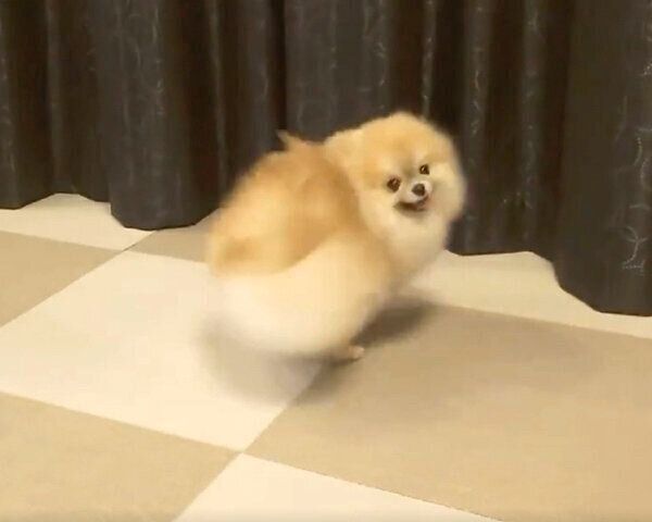 ごはんを待つミサイルちゃん