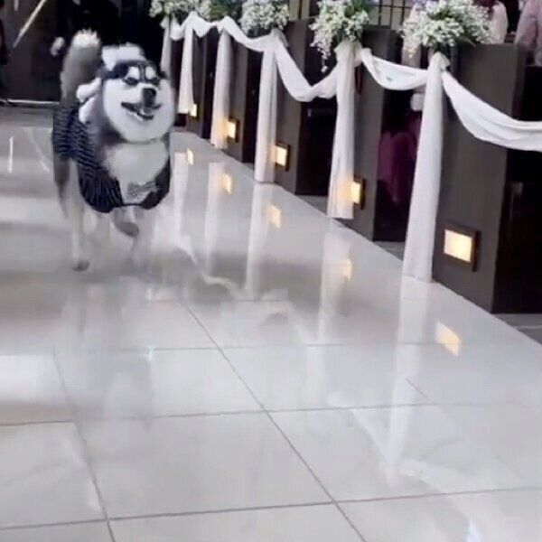 結婚式でリングドッグを務めたミハイルくん