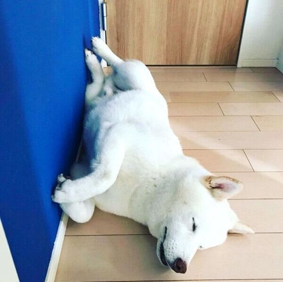 寝転がる福来くん