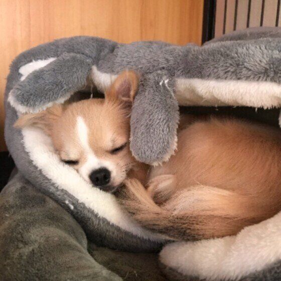 犬が冬にかかりやすい病気の症状と予防法 室内の温度と湿度の管理がポイント！ いぬのきもち