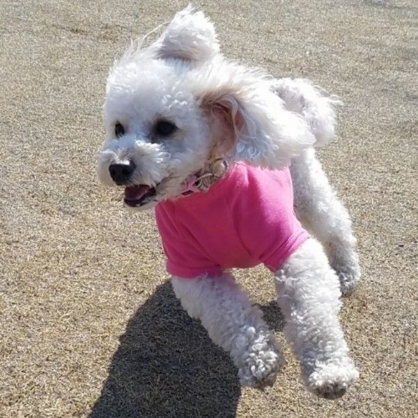 ドッグランで走り回るトイ・プードル