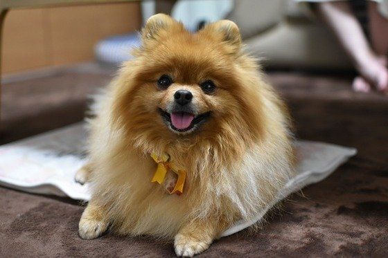 ニコニコ笑顔のポメラニアンのココちゃん