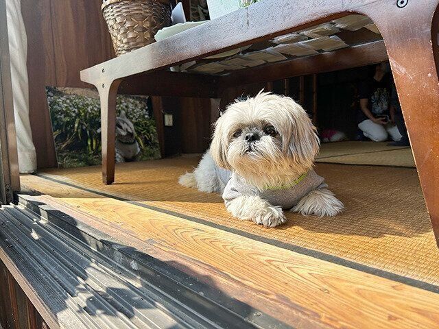 シーズー犬マンガてんぽshihtzu