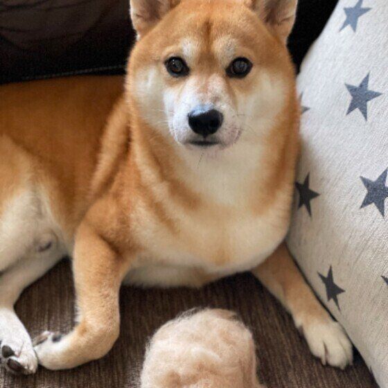 抜け毛の前に座る柴犬