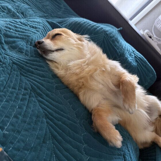 翠  Ｍｉｘ（雑種）小型犬
