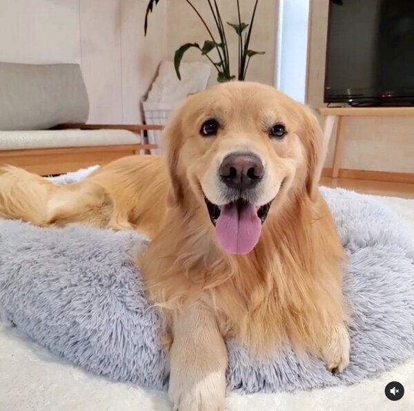 まったりするアランくん