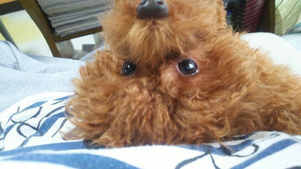 見つめるトイ・プードル