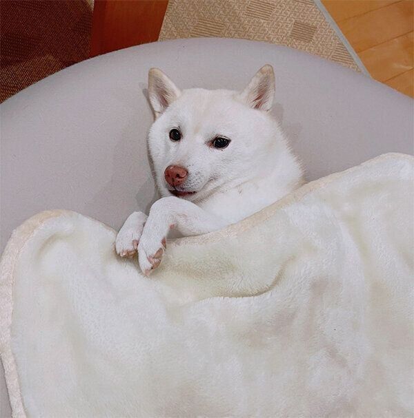 くつろぐゆきちゃん