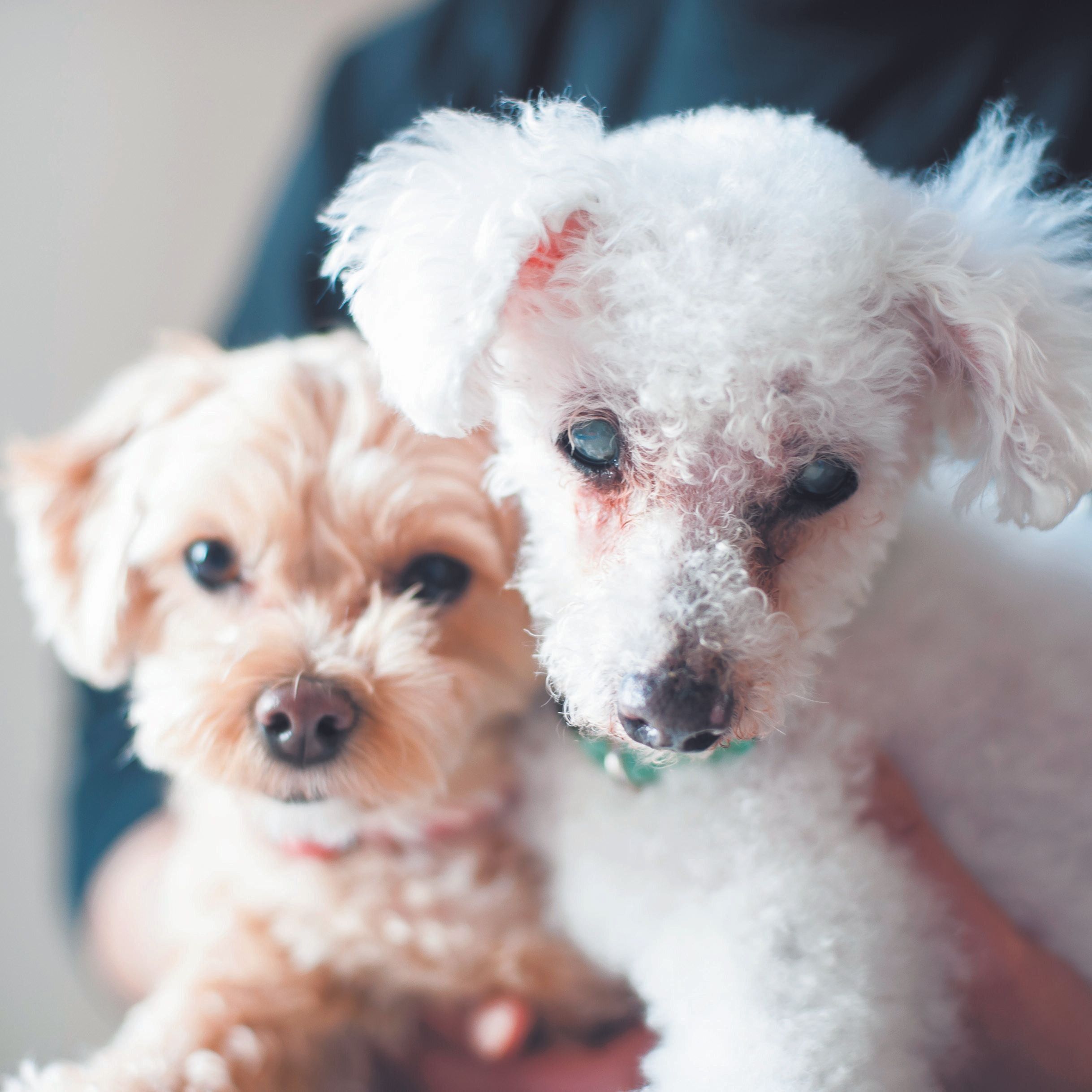 才越え のご長寿犬ミルクくん 長生きの秘訣を聞きました いぬのきもちweb Magazine