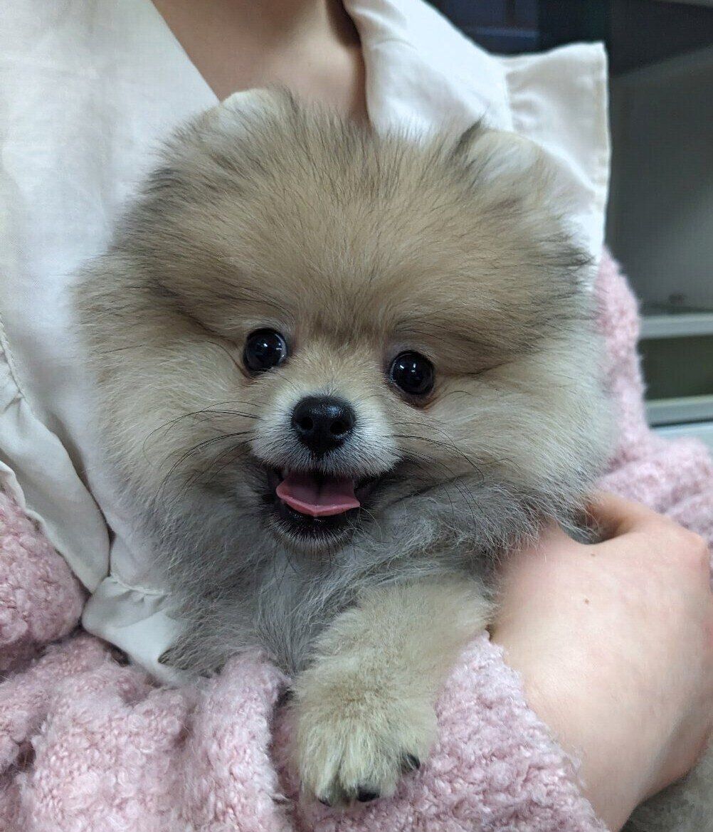 飼い主さんの娘さんに抱っこされる生後3カ月のポメラニアン