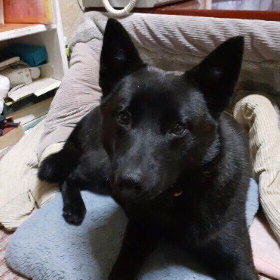 見つめる甲斐犬