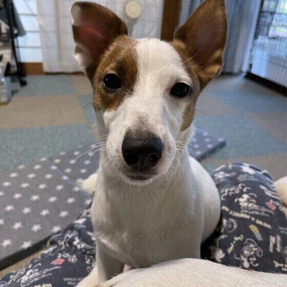 犬が「フーッ」とため息をつくのはなぜ？ ため息をつく4つの理由と注意点 いぬのきもち