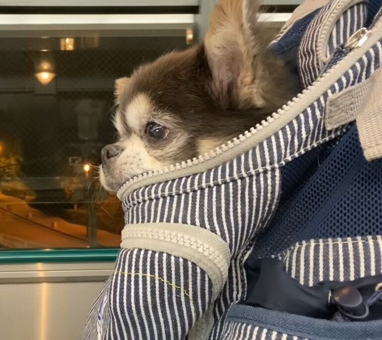 無表情のチワワ