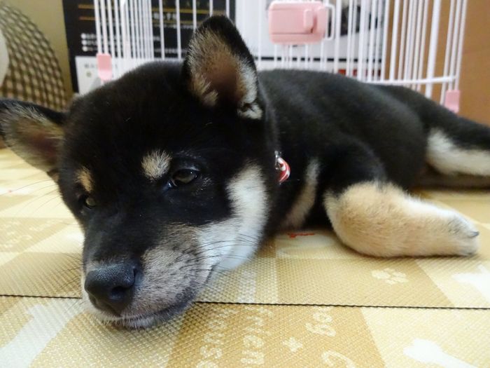 子犬時代のテツナちゃん