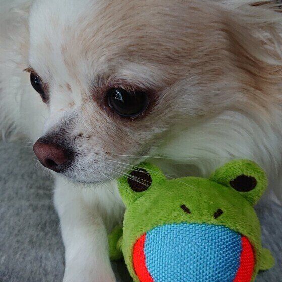 犬の散歩中に出会いやすい野生動物リストとその危険性 カエル