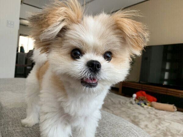 「あそんで」と圧をかけるぽん酢ちゃん