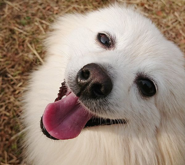 見つめるポメラニアン