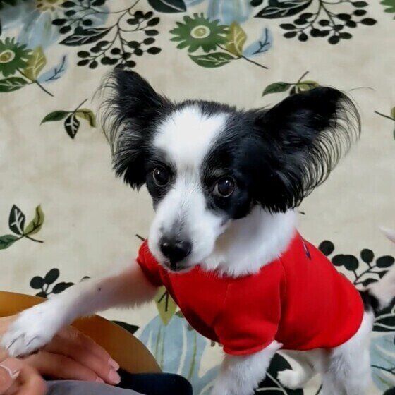 パピヨンのちこちゃん♪