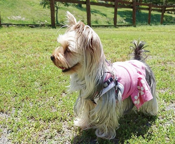 散歩するヨークシャーテリア