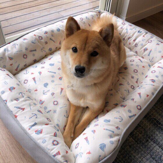 柴のぽんたくん