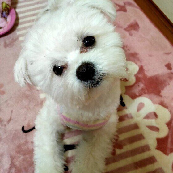 首を傾げる小型雑種犬