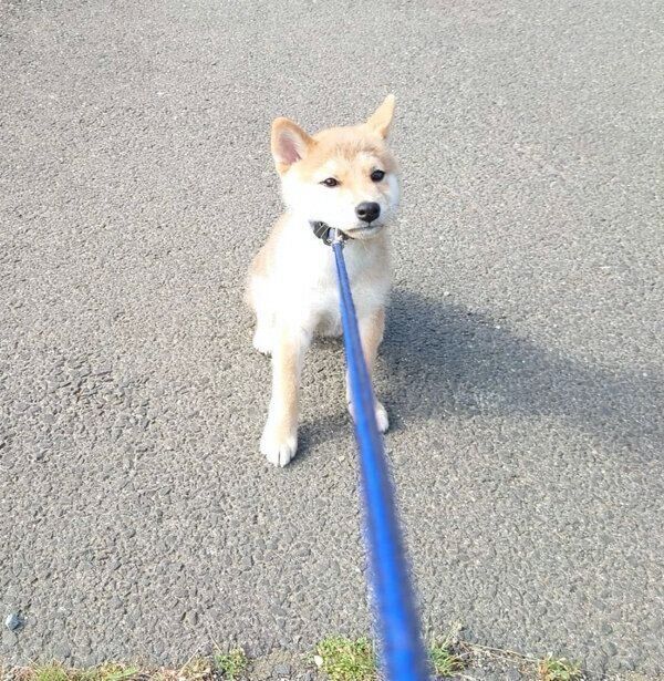 「拒否柴」を発動する豆蔵くん