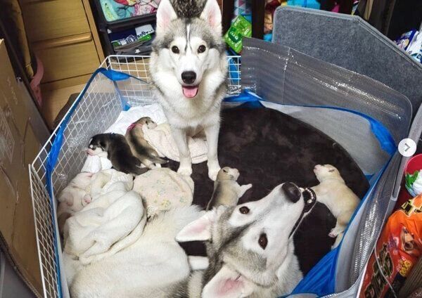 ハスキーの子犬たち
