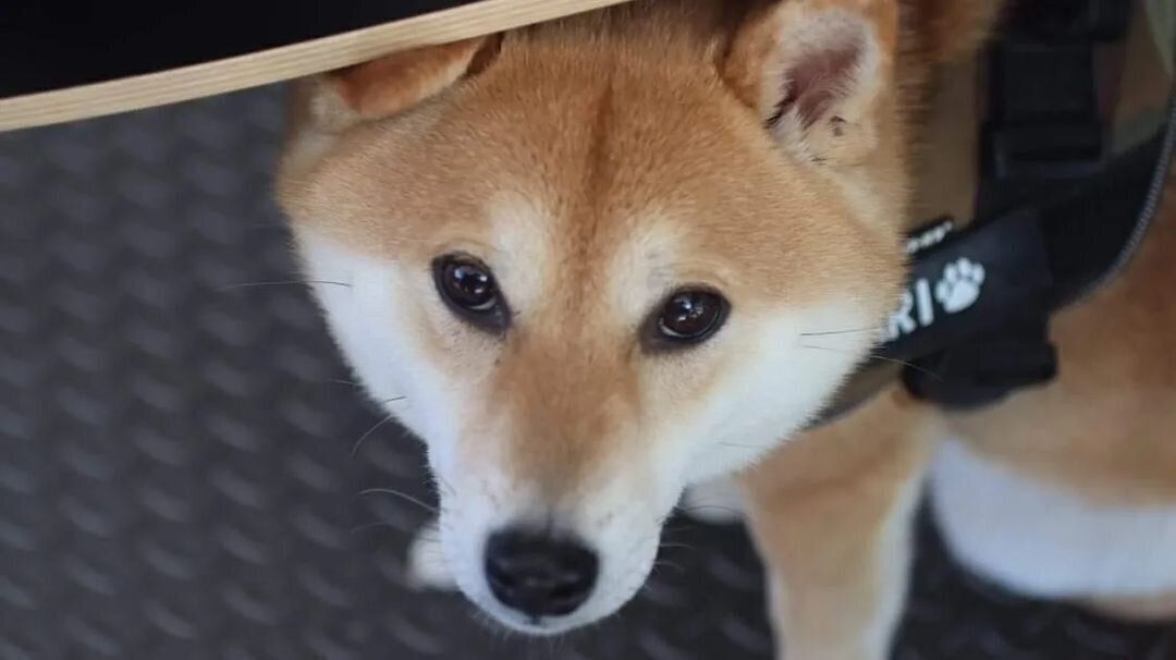 柴のいなりちゃん