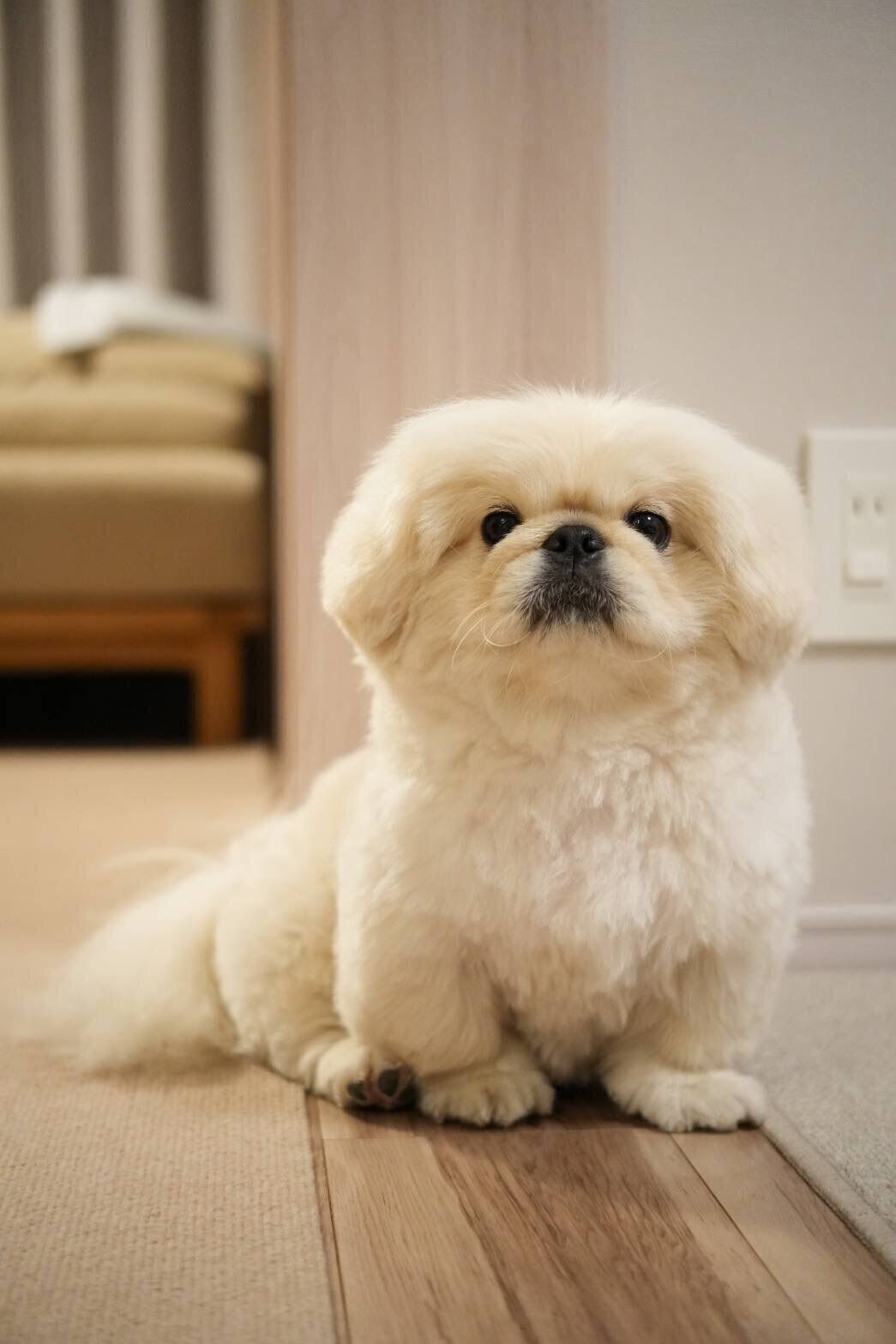 おすわりしている犬