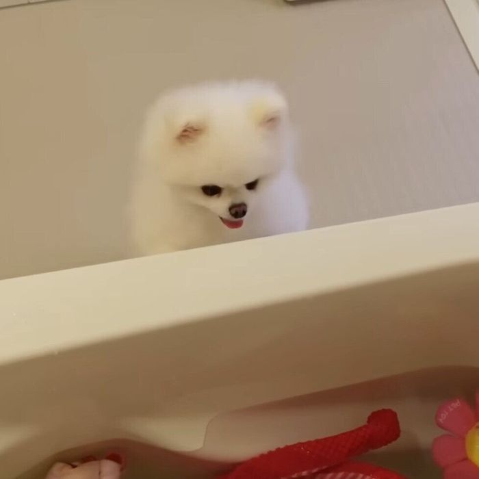 おもちゃたちを見つめるマヨちゃん