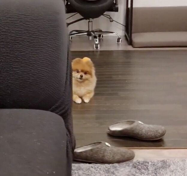 物陰から飼い主さんを見ているタタミちゃん