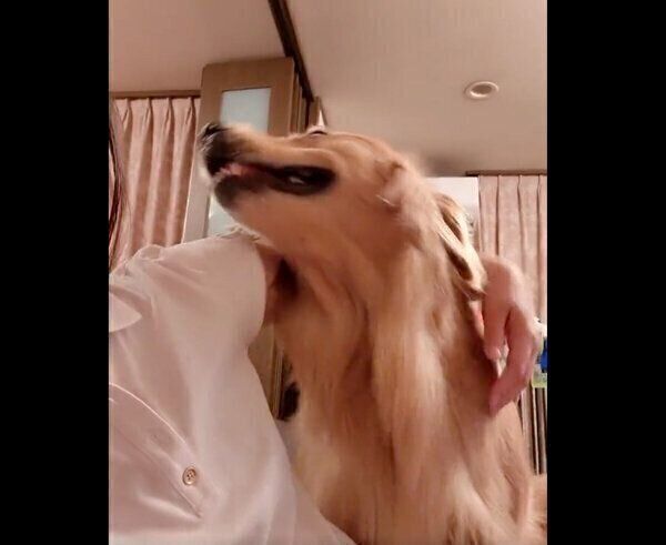 「なでて」とアピールをするシャーロットちゃん