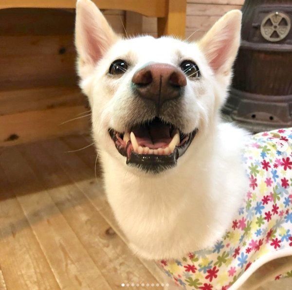 元保護犬・ルルちゃん