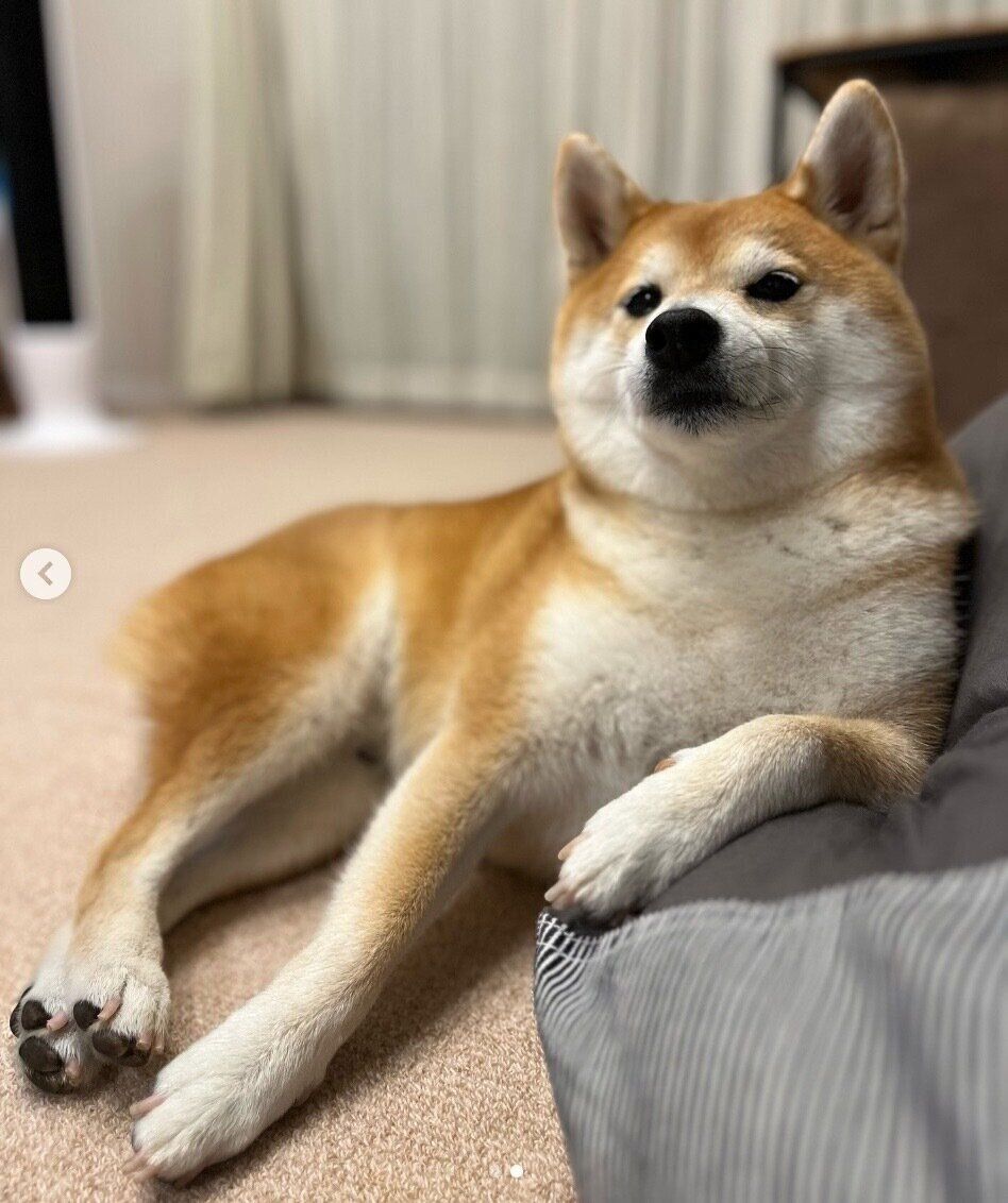 くつろぐ文太くん。