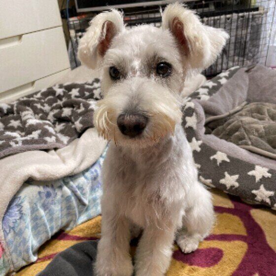 おすわりするミニチュア・シュナウザー