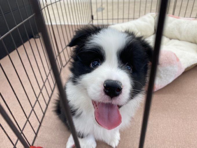 この日、ヴィヴィアンちゃんは飼い主さんご家族を見つけた途端に飛び跳ね、ずっと追いかけてきたのだとか