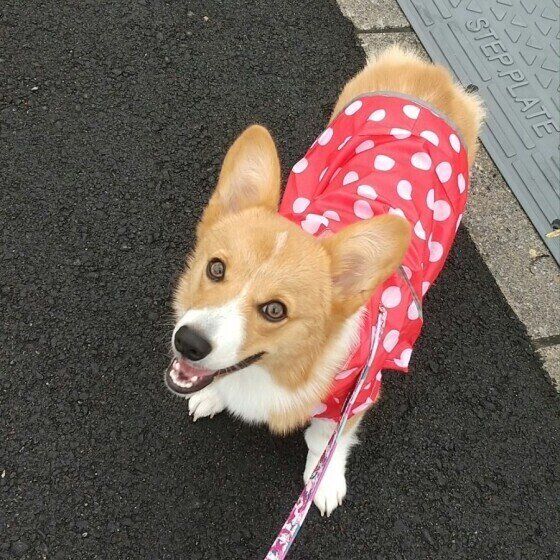 雨の日も行くべき 梅雨時の犬の散歩にまつわる疑問や悩みを解決 いぬのきもちweb Magazine
