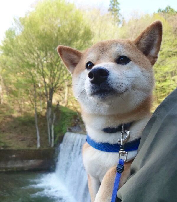 お出かけを楽しむ豆蔵くん